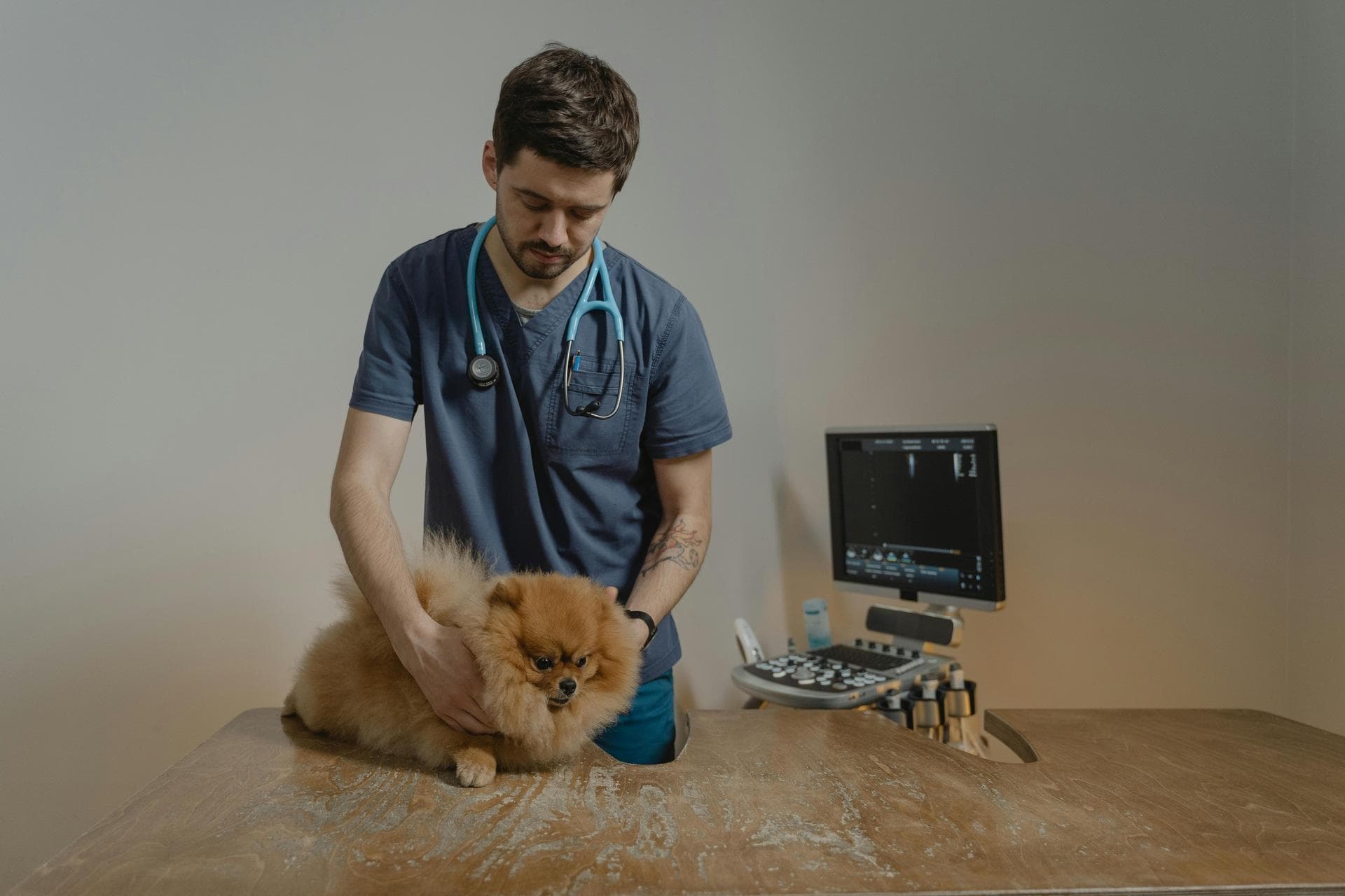 Best Vets in Syracuse